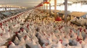 Please Try Agian